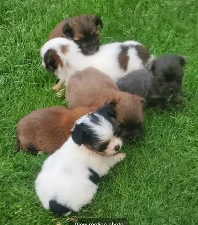 Yorkie/Shihtzu Puppies, View more