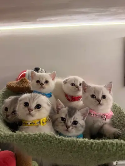 Purebreed Scottish Fold/Straight, View more