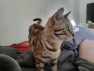 bengal cat, View more