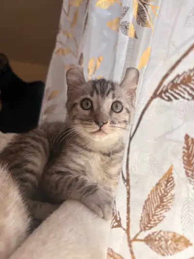 chaton bengal x highland lynx, View more