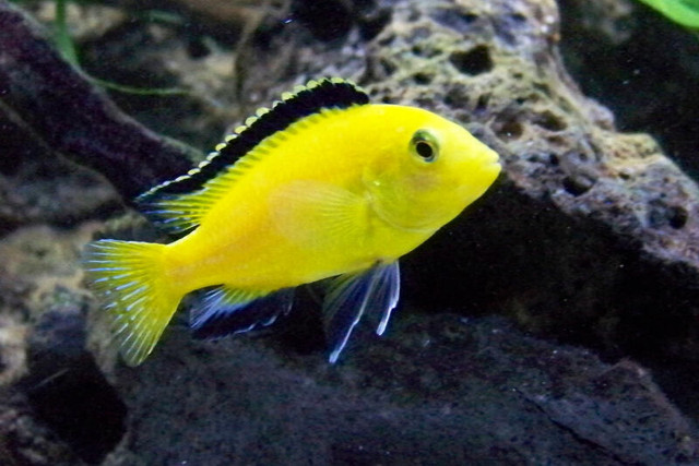 NEW SHIPMENT OF BEAUTIFUL AFRICAN CICHLIDS FOR SALE in Fish for Rehoming in Muskoka - Image 2