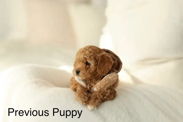 Maltipoo f1b puppies Korean line in Dogs & Puppies for Rehoming in Vancouver - Image 4