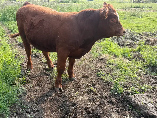 bull calf  in Livestock in Red Deer - Image 3
