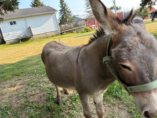 male mini  donkey in Horses & Ponies for Rehoming in Owen Sound - Image 5