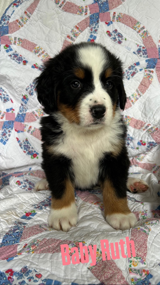 Bernese Mountain Dog Puppies in Dogs & Puppies for Rehoming in Edmonton - Image 4