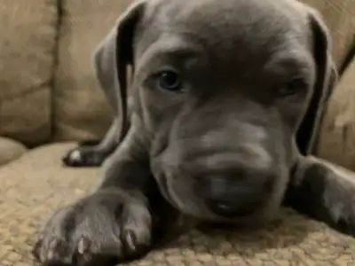 Beautiful blue eyes  puppy ready for rehoming, View more