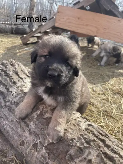 LAST PUPPY Ready for the FURever home April 28th Kangal x puppies born March 3rd. Dad is Kangal Mom...