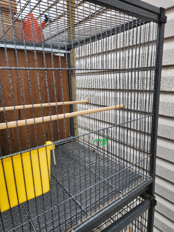 Partotlets, Finches, lovebird  Bird cage in Birds for Rehoming in Calgary - Image 2