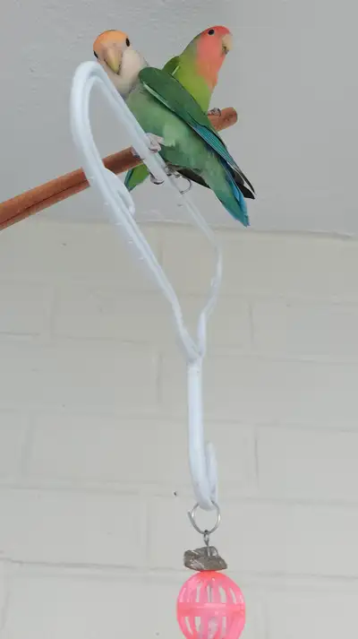 No hand tamed, No hand feeding. Cage: L47cm x W27cm x H48cm. location Willington & King E Hamilton d...