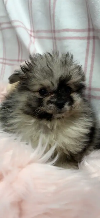 Ready to add a bundle of joy to your life?, View more