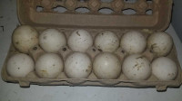 Silver Appleyard Hatching Duck Eggs