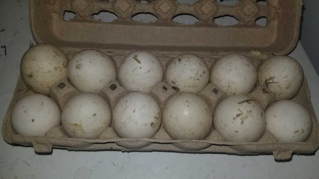 Silver Appleyard Hatching Duck Eggs in Other in Barrie