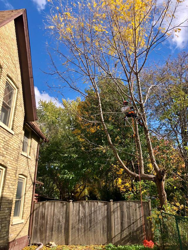 AFFORDABLE TREE TRIMMING & REMOVAL in Lawn, Tree Maintenance & Eavestrough in Sarnia