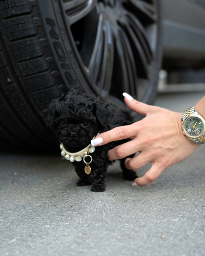 Smallest Poodles EVER!, View more