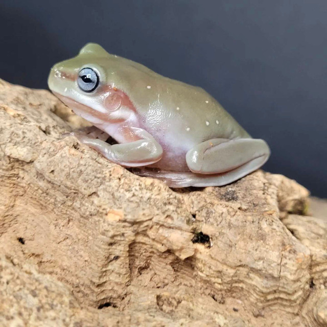 Whites tree frogs and red-eye tree frogs check out our list in Reptiles & Amphibians for Rehoming in Peterborough - Image 3