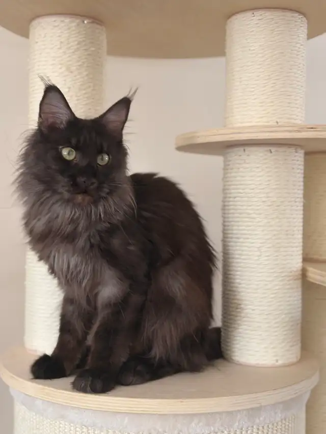 Female Mainecoon Breeding Queen
