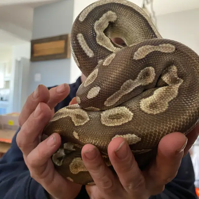 cinnamon Mohave het ultamel ballpython in Reptiles & Amphibians for Rehoming in Edmonton - Image 5