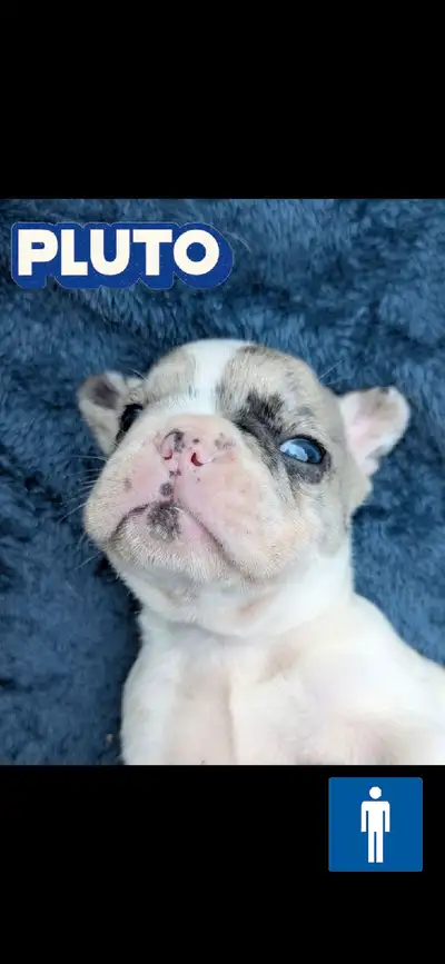 We are thrilled to announce the arrival of our stunning French Bulldog litter born on May 10, 2025!...
