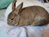 Young male rabbits for rehoming