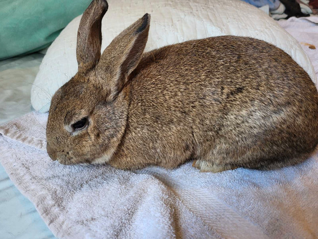 Young male rabbits for rehoming in Small Animals for Rehoming in Oshawa / Durham Region