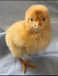 Buff Orpington chicks 