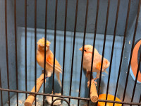 Breeding pair Canaries for sale