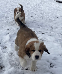 Great Pyrenees X puppies READY TO GO 