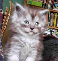 Maine coon kittens black/blue, smoke/shaded polydactyl