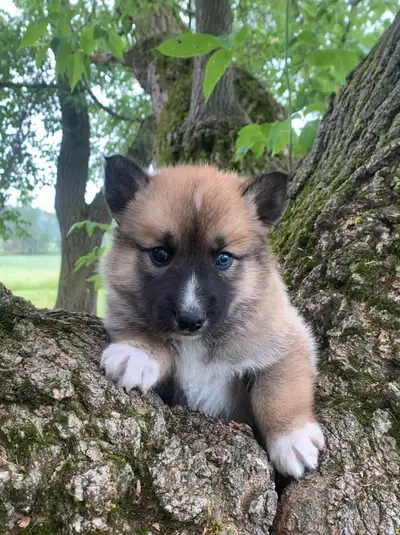 TAMASKAN PUPS (Ultimate Shepsky), View more
