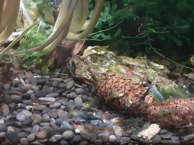 Neocaridina shrimp in Fish for Rehoming in Brantford - Image 3
