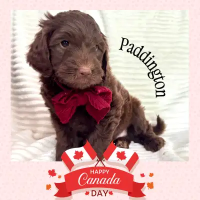 ⭐️Mini Size Multi-generational Goldendoodles available to go home July 9th Hazel had 5 beautiful pup...