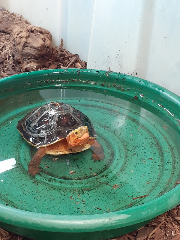 CBC 2021 chinese box turtle available dans Reptiles et amphibiens à adopter  à Ouest de l’Île - Image 3