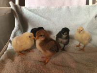 BYM day old chicks for sale 