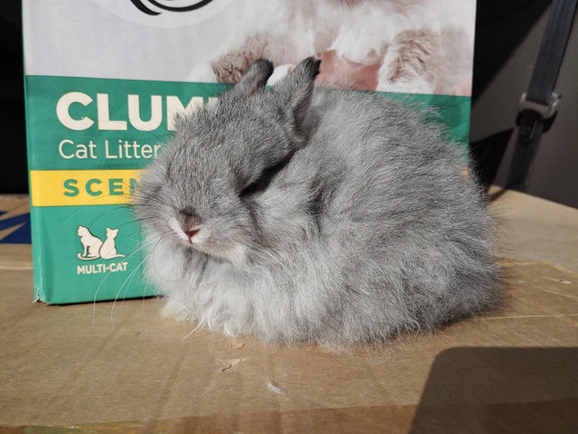 Dwarf Bunny with Indoor/Outdoor Cages Included in Small Animals for Rehoming in Ottawa