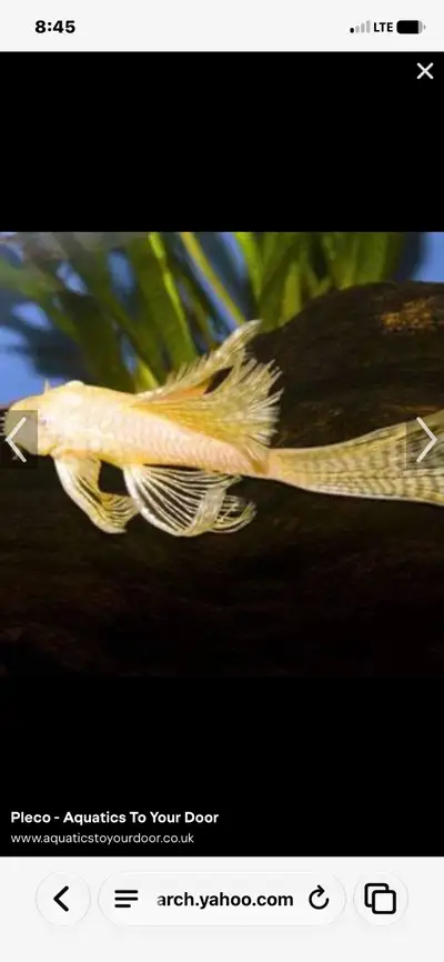 long fin albino b/n Pleco, View more