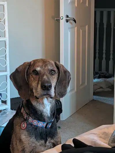 Neutered Male Hound 6 Years Old, View more