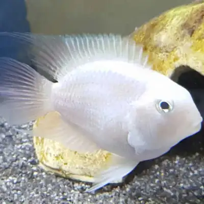 Snow white parrot cichlids for trade , Voir plus