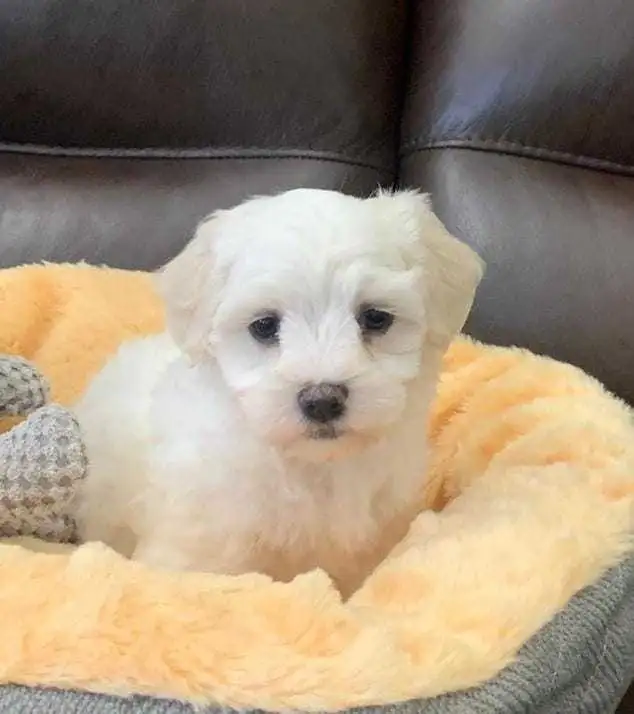FEMALE MALTESE PUPPY in Dogs & Puppies for Rehoming in London - Image 3