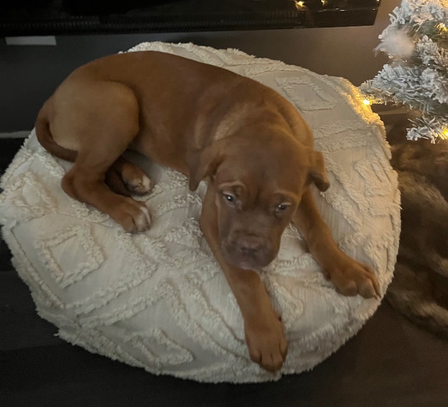 French Mastiff Puppy Dogs & Puppies for Rehoming Timmins Kijiji