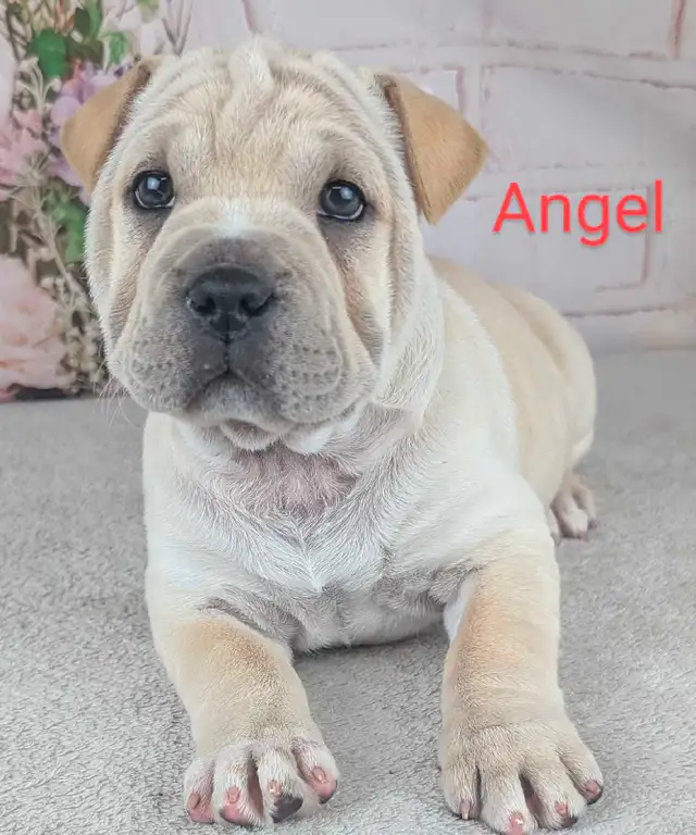 French Pei pups in Dogs & Puppies for Rehoming in Saint John - Image 4