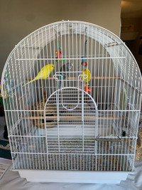 Budgies for Sale