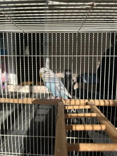 Beautiful Budgie with cage, View more