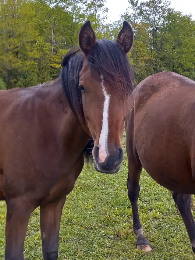 3yo Purebred Arabian filly in Horses & Ponies for Rehoming in Owen Sound - Image 4