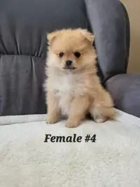Pomeranian puppies for sale! 1 Female left