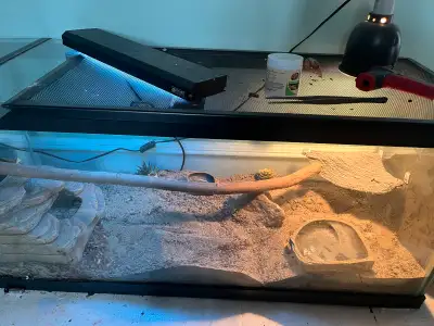I am unfortunately selling my bearded dragon. She is about 1-2 years old and In pretty good conditio...
