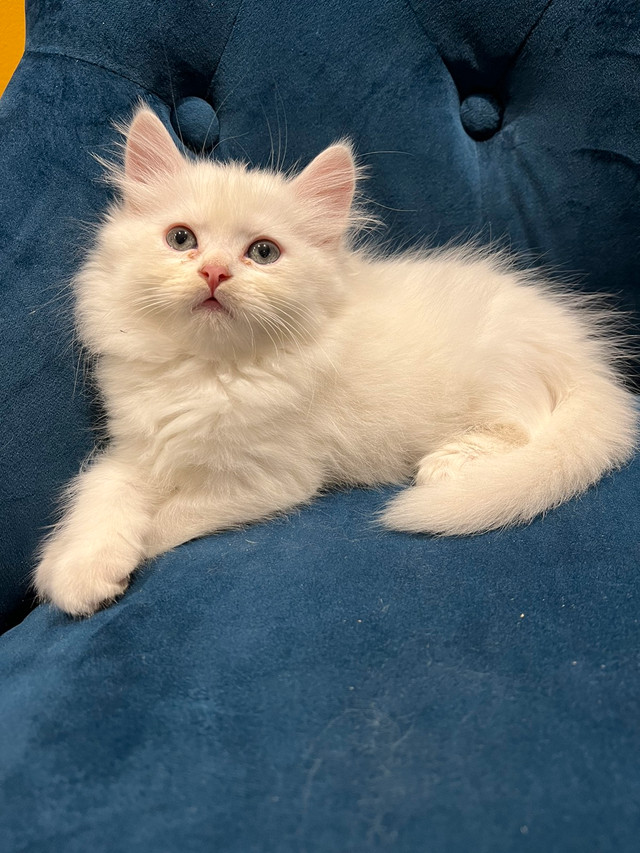 Persian kitten ready to go Cats & Kittens for Rehoming