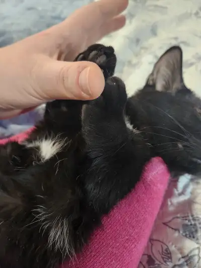 Bonjour à tous, notre belle petite chatte est à la recherche d'une famille pour la vie! Elle est un...