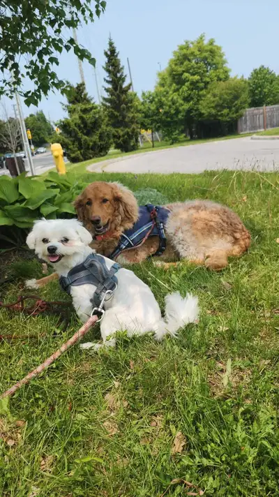 I am hoping to help busy owners with pet sitting there animals at the comfort of there own home in t...
