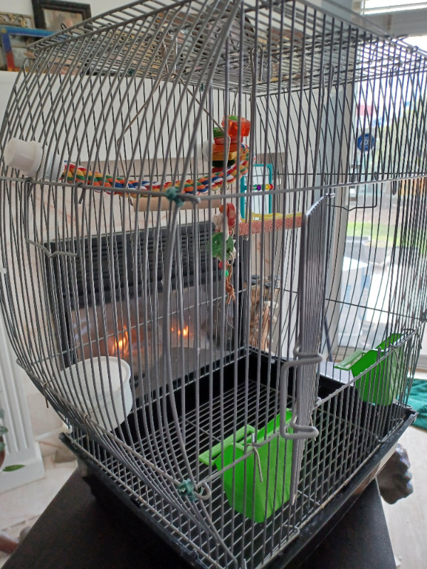 Open top budgie/finch bird cage, AVAILABLE in Birds for Rehoming in Abbotsford - Image 4