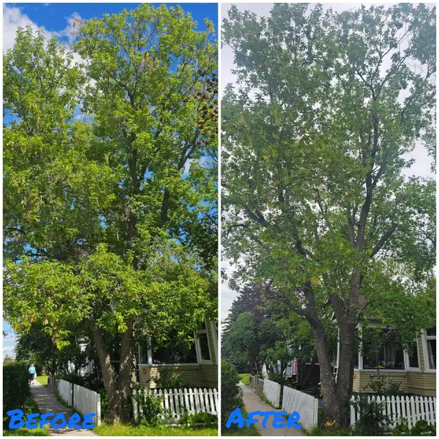 Tree service *ISA certified arborist* NW in Other in Calgary - Image 5